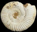 Perisphinctes Ammonite - Jurassic #68198-1